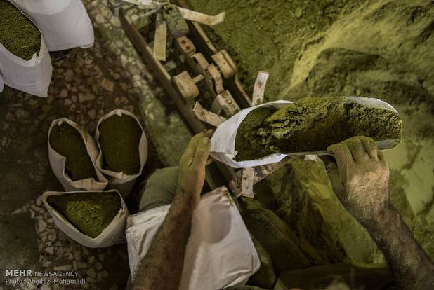 حنا در مزارع جنوب کرمان جان می گیرد