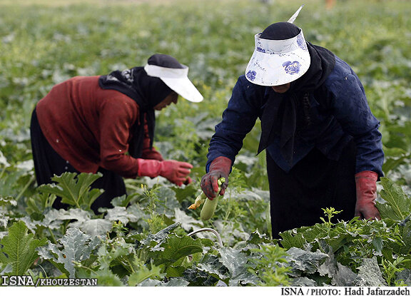 برگزاری ۲۴ هزار نفر روز دوره آموزش کشاورزی در قم
