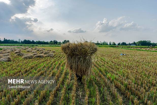 اجرای طرح جهش تولید در ۴۰۰۰ هکتار از شالیزارهای مازندران