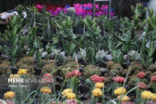 برگزاری نمایشگاه گل و گیاه در جزیره کیش