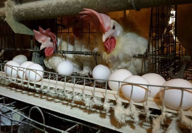 کاهش خریدهای هیجانی و قیمت کالاهای اساسی در همدان