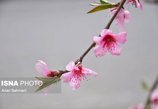 شهردار: ابهر در آستانه بهار آماده استقبال از میهمانان نوروزی می‌شود 