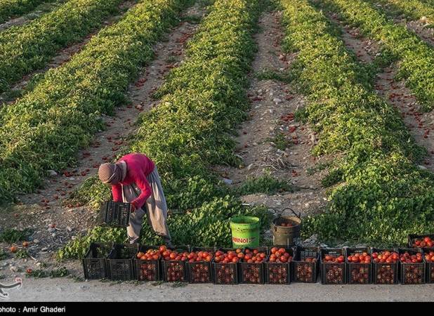 کشاورزی سنتی در کشور وجود ندارد/ امسال بیش از ۷۰ درصد الگوی کشت در کشور اجرا می شود