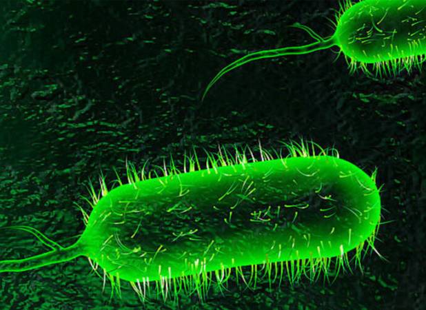 آخرین وضعیت بیماری وبا در ایران، منطقه و جهان اعلام شد