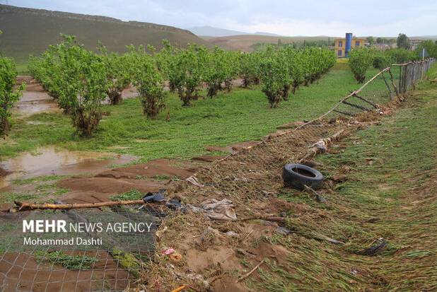 نوسانات دمایی؛ زنگ خطر جدی برای کشاورزی آذربایجان شرقی