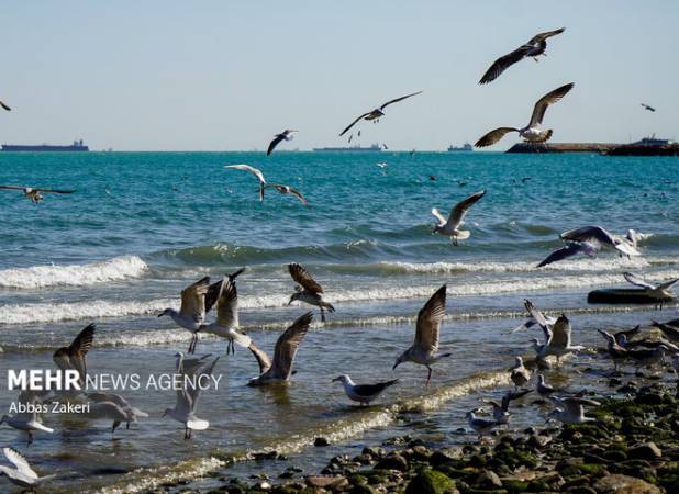 دریا در استان بوشهر مواج است