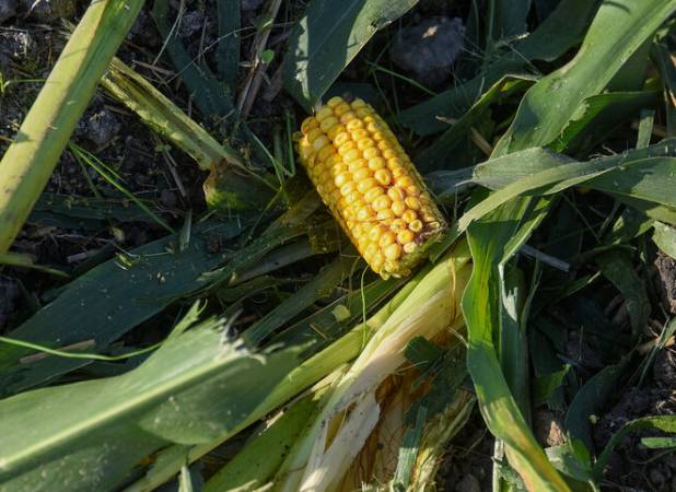 وابستگی ۶۲ درصدی علوفه گلستان به ذرت پرآب