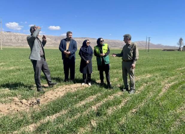 رصد میدانی مزارع غلات و سیب‌زمینی کوهدشت