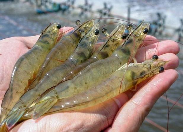 ۳ طرح تکثیر و پرورش میگو در سیریک به بهره‌برداری رسید