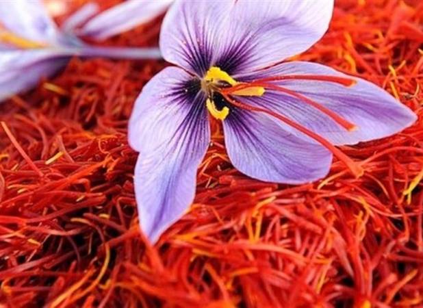 کمبود جهانی زعفران با کاهش تولید در ایران
