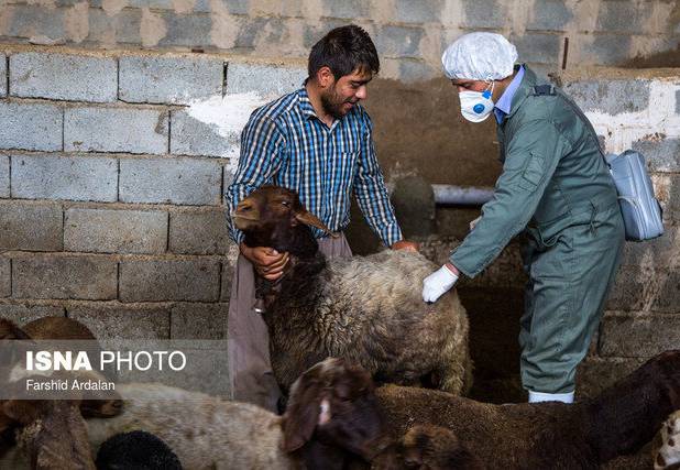 واکسیناسیون بیش از ۳۹۹ هزار رأس دام علیه بیماری تب برفکی در زنجان
