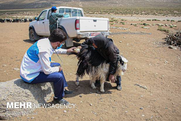 ۳۱ هزار قطعه پرنده در شهرستان دزفول علیه بیماری نیوکاسل واکسینه شدند