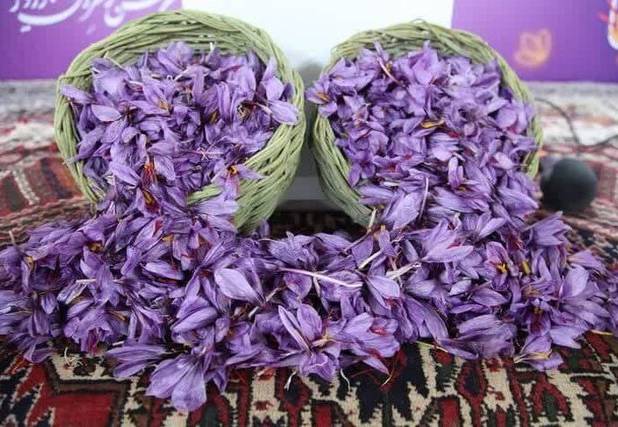 سومین جشنواره زعفران راویز رفسنجان برگزار شد