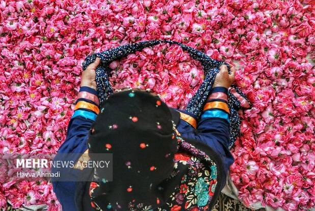 ارسال پرونده  گلاب‌گیری سنتی به یونسکو