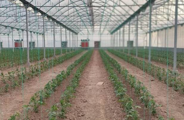 افتتاح و کلنگ‌زنی ۱۹ طرح گلخانه‌ای در فارس