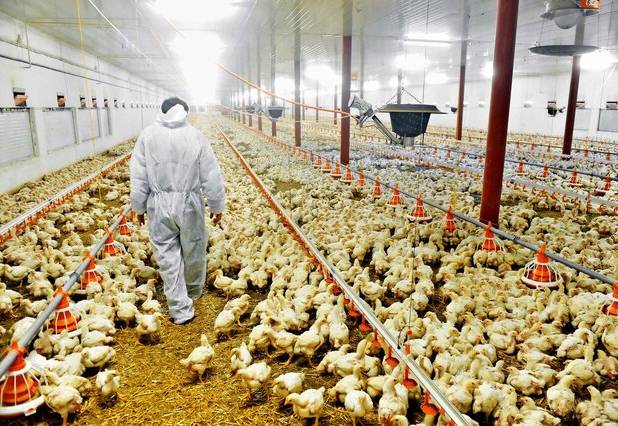 صدور مجوز جوجه‌ریزی برای ۵۶ میلیون قطعه در آذربایجان غربی