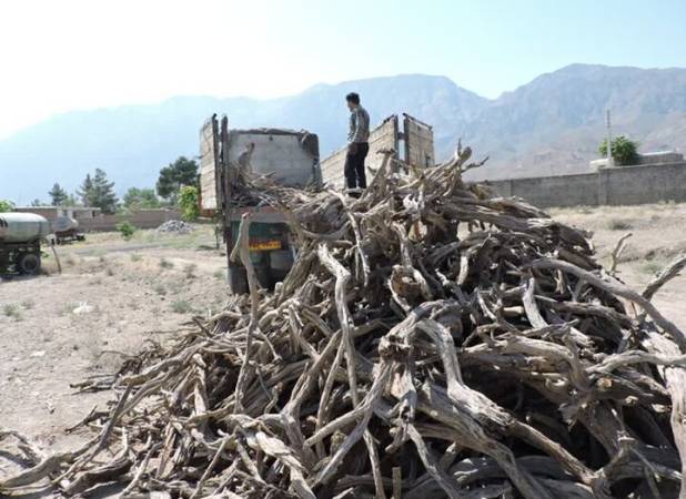 کشف ۴۱۵ کیلوگرم چوب تاغ در سرخه؛ ۲ متهم دستگیر شدند