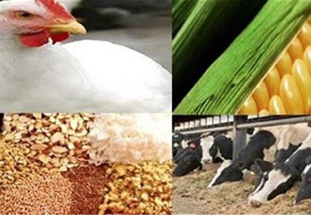 معرفی ۵۸ مرغدار و دامدار خراسان شمالی به بانک