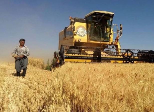 برنامه ریزی برای تولید ۱۴ میلیون تن گندم در سال زراعی جاری