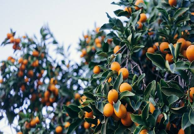 برداشت حدود ۷۵ هزار تن مرکبات در دزفول/ دعوت از سرمایه‌گذاران برای ایجاد صنایع تبدیلی