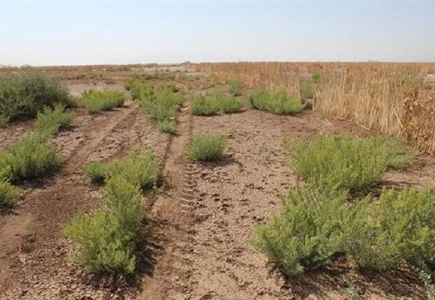 ۵۳۱ هکتار از اراضی بایر کشاورزی خراسان شمالی تعیین تکلیف شد