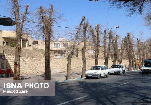 هرس علمی حلقه اتصال سلامت درخت، کنترل آفات و کاهش مصرف سموم