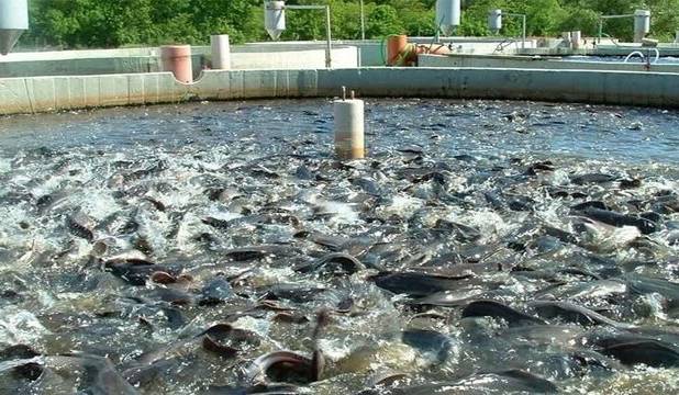 مجوز پرورش ماهی تیلاپیا در انتظار تصمیم محیط زیست خراسان رضوی