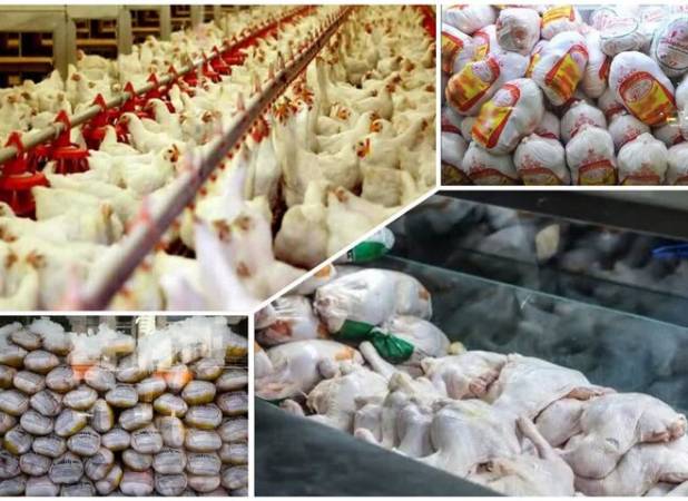 مدیریت عرضه، کلید آرامش بازار مرغ در فارس است