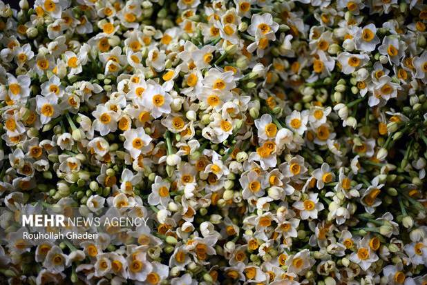 گَشتی در نرگس‌زارهای لرستان؛ اینجا از دلِ زمستان، بهار می‌چینند!