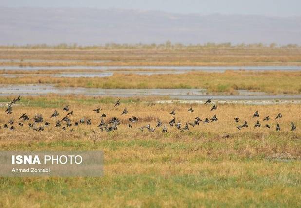 تالاب‌های مره قم، میزبان بیش از ۳۵ هزار پرنده مهاجر