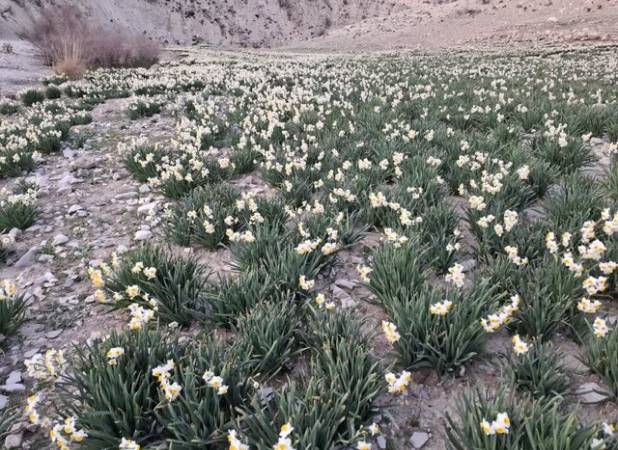 کارشناس منابع طبیعی شهرستان: برداشت گل نرگس در ملکشاهی آغاز شد
