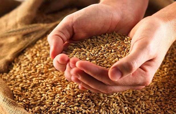 شرکت‌های بذری ایلام قابلیت تولید گندم گواهی شده در کشور را دارند