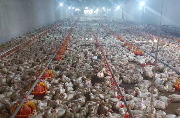 اجرای طرح تولید قراردادی گوشت مرغ در لرستان