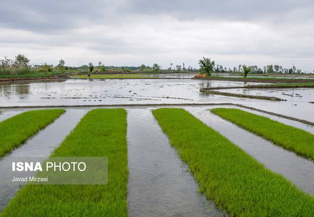 اجرای طرح جهش تولید برنج در ۴ هزار هکتار از شالیزارهای گیلان