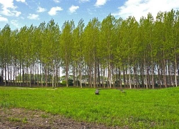 زراعت چوب، افرایش بهره‌وری اقتصادی اراضی کم بازده را به‌دنبال دارد