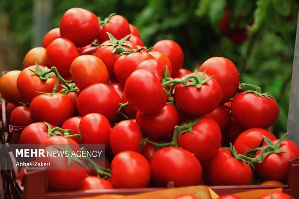 نقش گوجه فرنگی در سلامت لثه