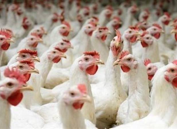 فروش مرغ زنده کیلویی ۵۸ هزار تومان با ترس و لرز