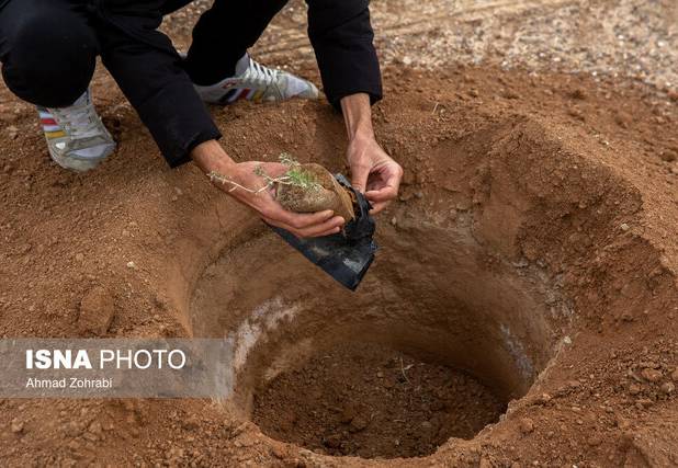 مشارکت ۲۰۰ میلیارد تومانی شرکت ملی نفت در طرح بیابان‌زدایی قم
