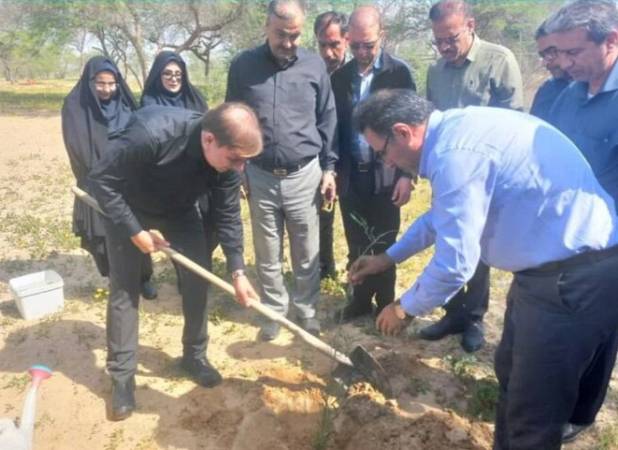 پویش درختکاری «سرو ایران» در دشتستان برگزار شد
