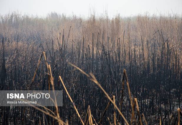 اعلام آمادگی عراق برای بررسی مشترک علت آتش‌سوزی هورالعظیم