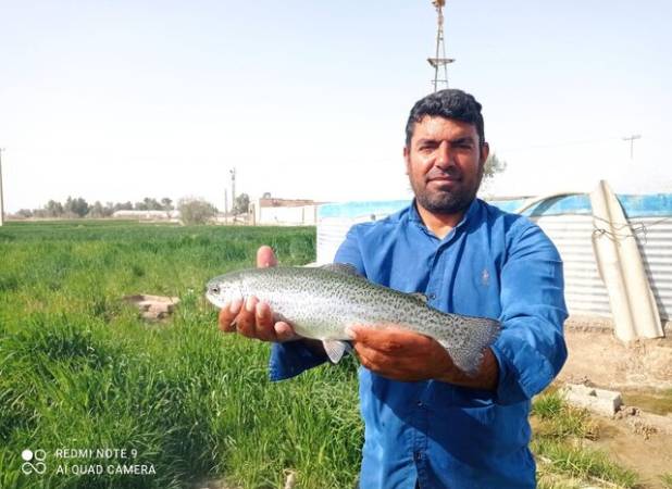 آغاز برداشت ماهی قزل‌آلا از استخرهای پرورش ماهی زهک