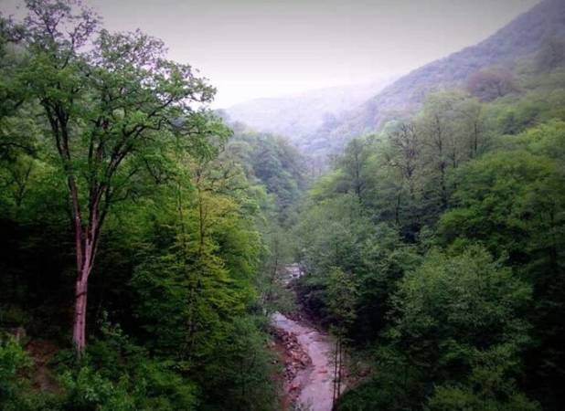 ضرورت اجرای مدیریت پایدار در جنگل‌های شمال