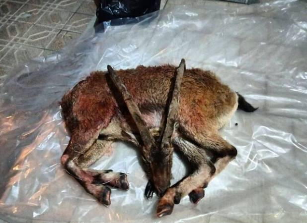 شکار غیرمجاز کَل وحشی در ارتفاعات سلماس/ ۳ متخلف در دام قانون