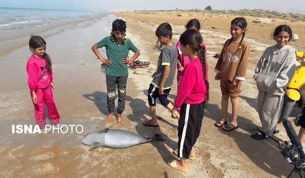 گزارشی از مرگ یک نوزاد گرازماهی در سواحل بوشهر
