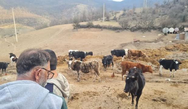 اجرای فاز عملیاتی طرح ۵ ساله دامداری‌های پیشرو در سوادکوه