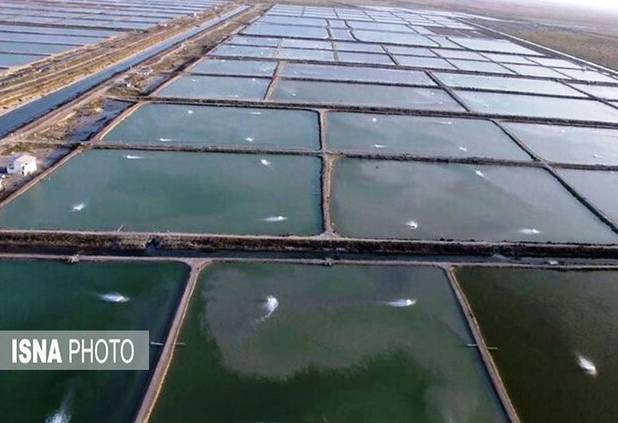 افزایش ۹۴ درصدی تولید میگو در سیستان و بلوچستان