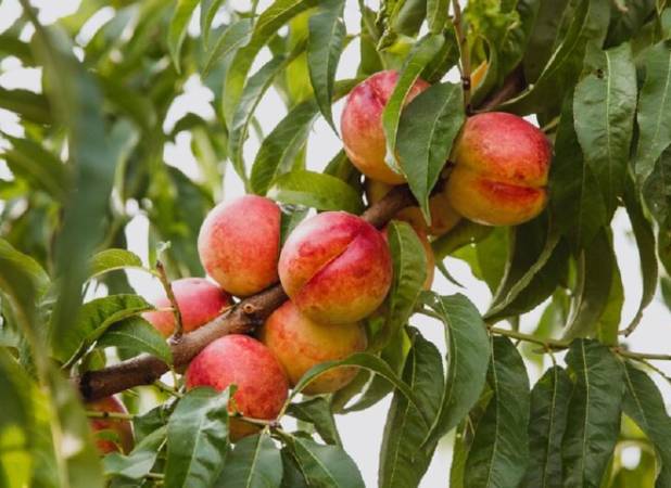 تولیدات باغات لرستان حدود ۳۵۰ تا ۳۶۰ هزار تن است