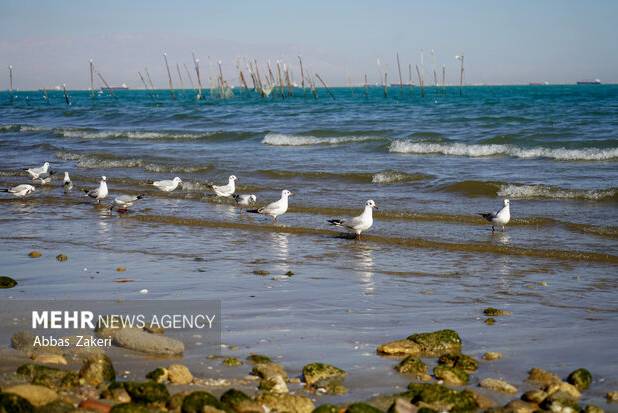 پایش زمستانه پرندگان مهاجر با کمک بخش خصوصی در مازندران