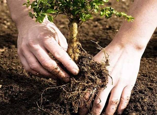 توزیع رایگان نهال‌ در تهران آغاز شد