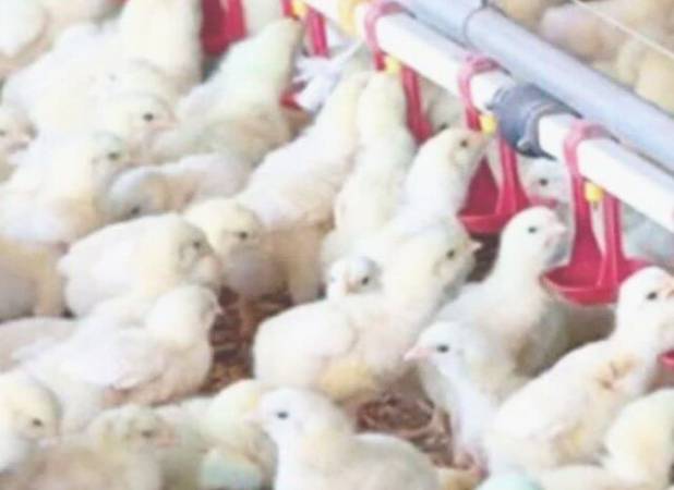 رشد ۷ درصدی جوجه ریزی در خراسان شمالی طی امسال